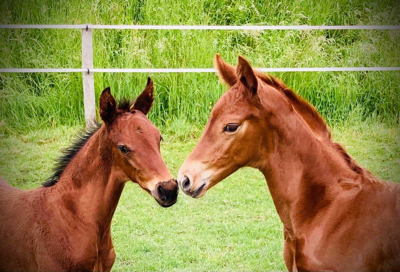 Zuchtpferde 12